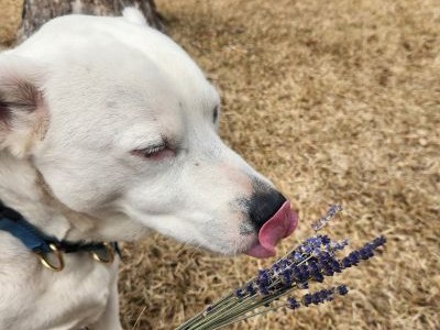 Animal Aromatherapy
