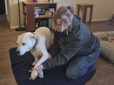 Canine Massage Therapy