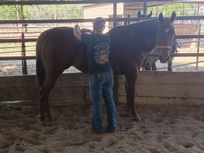 Equine Massage Therapy